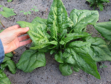 'Norfolk' Spinach