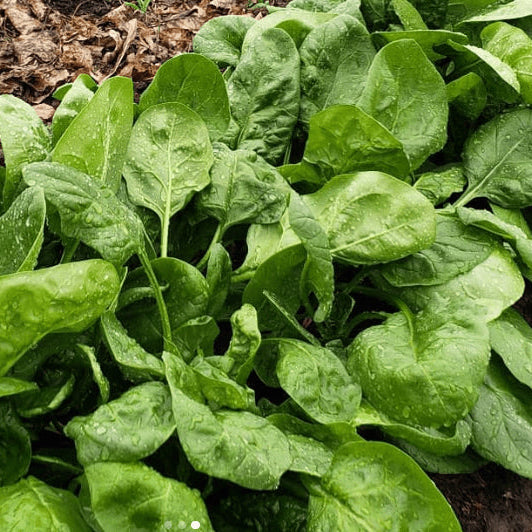 Organic 'Space F1' Spinach