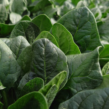 Épinard ‘Valse d’hiver’ (<em>Spinacia oleracea</em>)