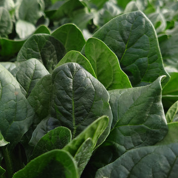 Organic 'Winter Waltz' Spinach