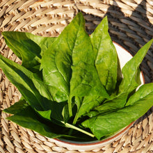 Spinach 'Verdil' organic