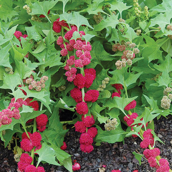 Épinard aztèque 'Strawberry Spinach' bio