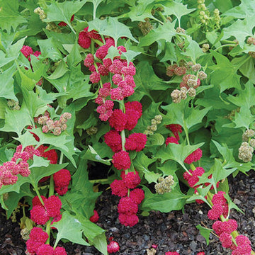 Organic Aztec 'Strawberry Spinach'