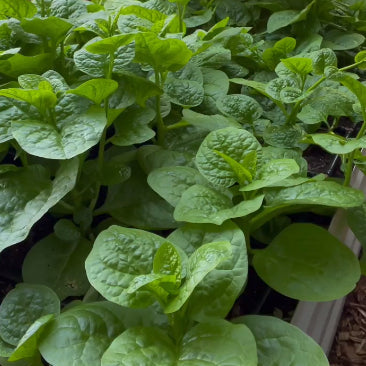 Épinard de Malabar 'Green Vines Supreme Malabar Spinach' bio