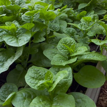 Organic 'Green Vines Supreme Malabar Spinach'