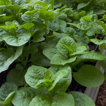 Organic 'Green Vines Supreme Malabar Spinach'