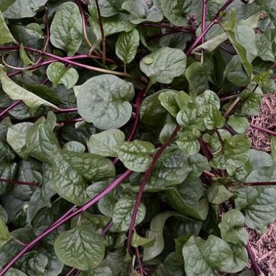 Organic Malabar Spinach 'Red Malabar Spinach'