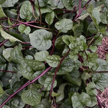 Organic Malabar Spinach 'Red Malabar Spinach'