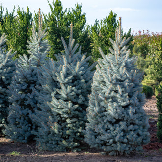 Plusieurs arbres aux aiguilles bleu gris présentent des silhouettes coniques et des branches étagées. Un arbre plus grand occupe la droite du groupe, devant d’autres formes plus petites et plus larges. Le bas montre un sol brun partiellement découvert. Des arbres vert foncé se dressent derrière, sous une portion de ciel bleu clair visible dans le haut.