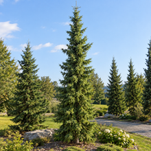 Épinette noire (<em>Picea mariana</em>)