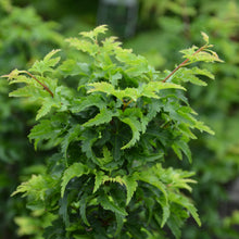 Acer palmatum 'Shishigashira'