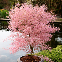 Acer palmatum 'Taylor'