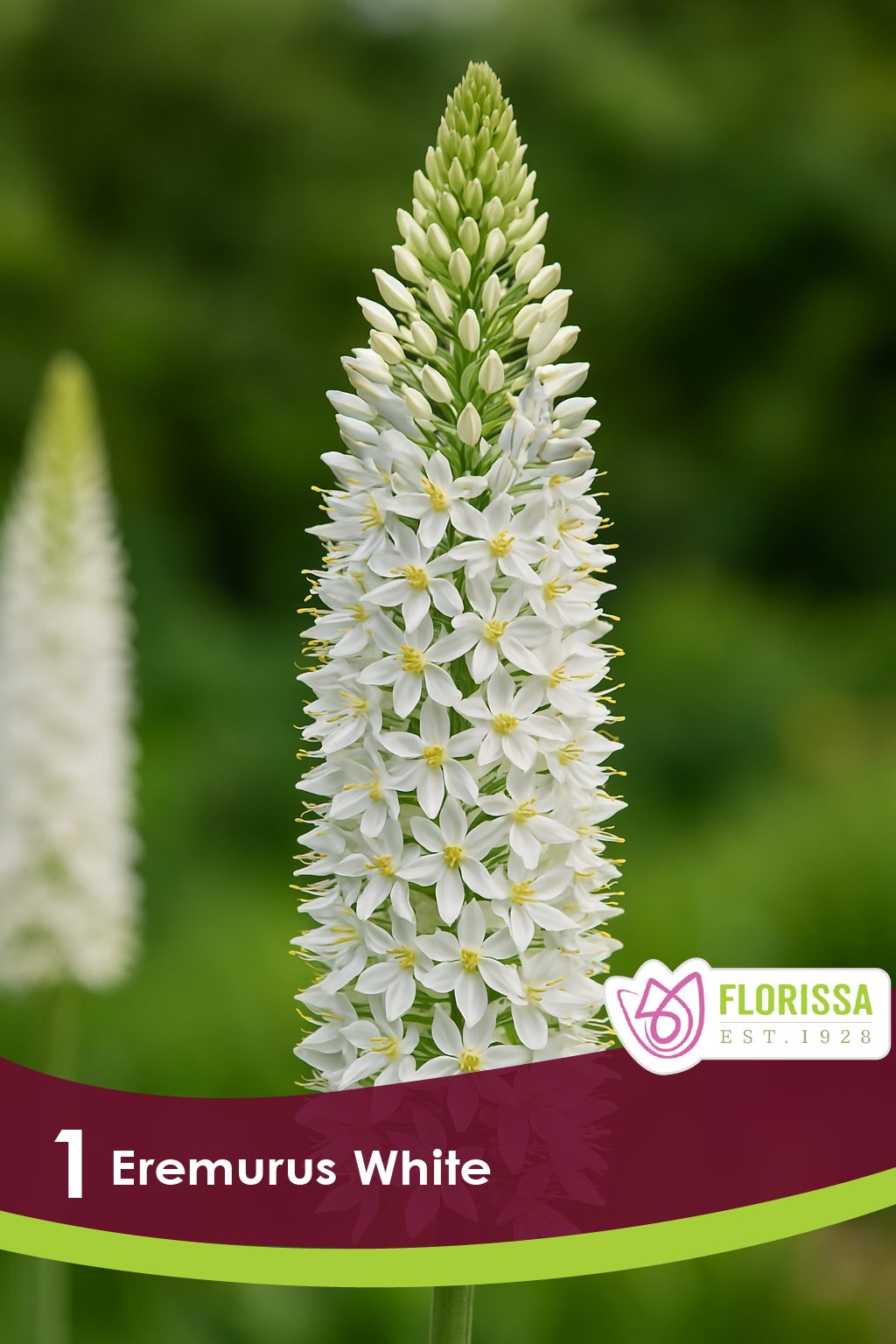 Éremurus ‘White’ ( Eremurus ) : un long épi d’érémurus blanc photographié de près. Le visuel Florissa présente la plante et son nom dans la partie inférieure de l’étiquette. La photographie occupe presque toute la surface, tandis que le bandeau du bas rassemble les indications du produit. Cette vue permet de reconnaître son apparence et de distinguer la variété présentée.
