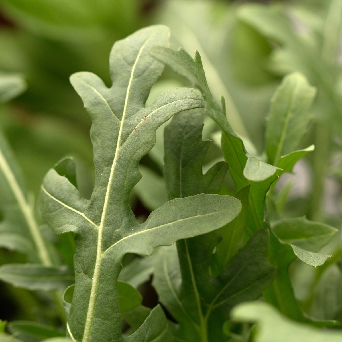 Visuel principal associé à Roquette, semences offertes par Cutleaf Seed. Cette image accompagne la fiche pour relier clairement le produit à son emballage ou à la culture présentée. Elle complète les renseignements de semis, de culture et de récolte, sans remplacer les indications propres au lot ni les conseils détaillés figurant sur le sachet.