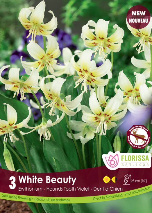 Erythronium 'White Beauty'
