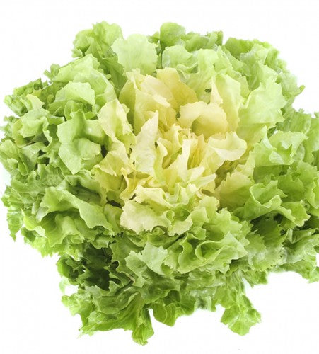 Semences Scarole 'San Valentino' (Cichorium endivia)