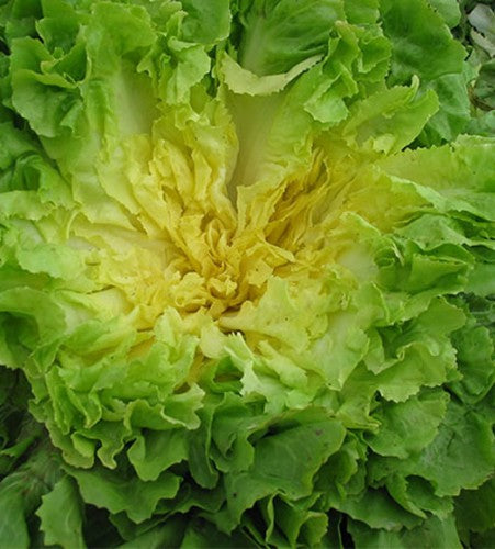 Semences Scarole 'Superfiorentina' (Cichorium endivia)