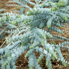 Eucalyptus 'Baby Blue'