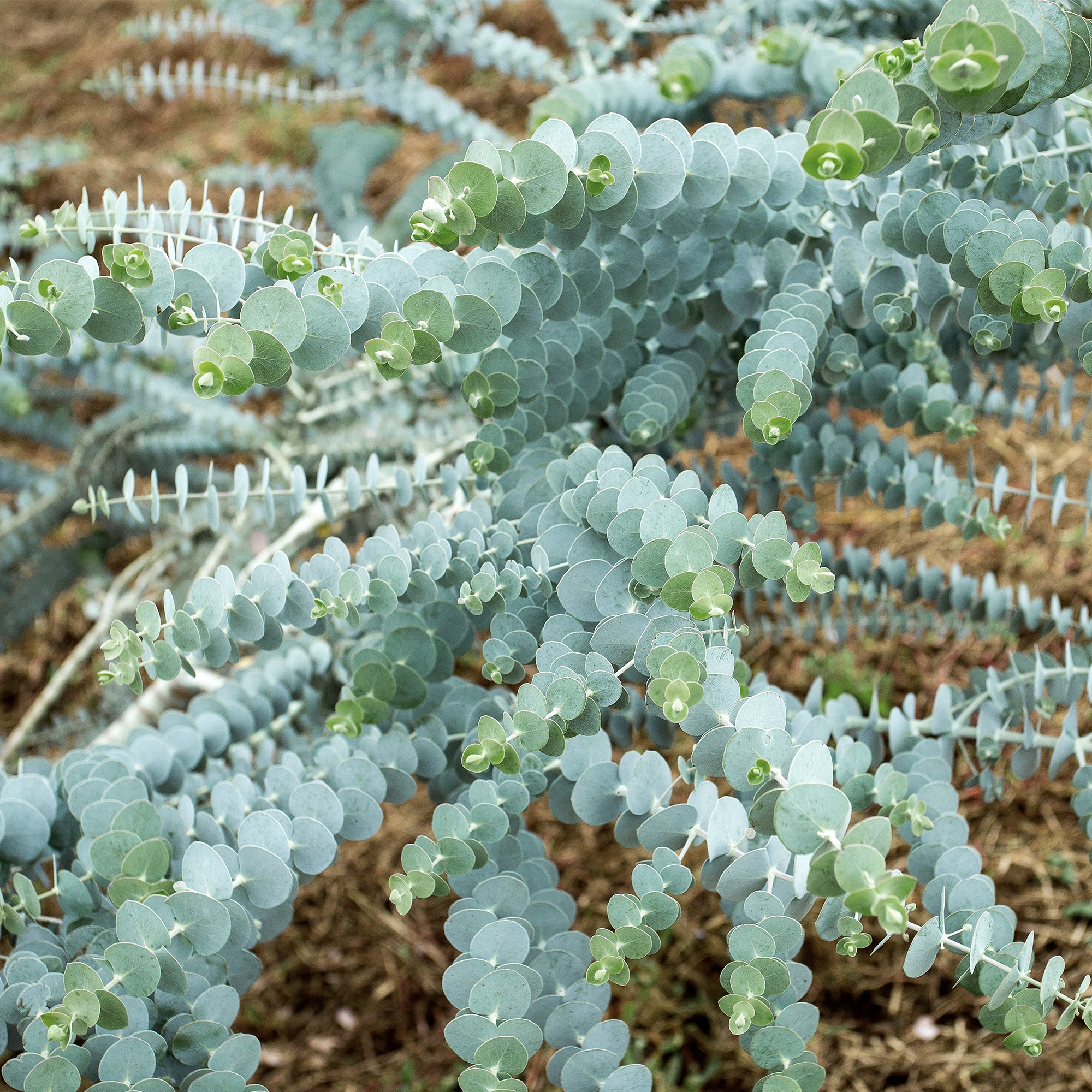 Eucalyptus 'Baby Blue'