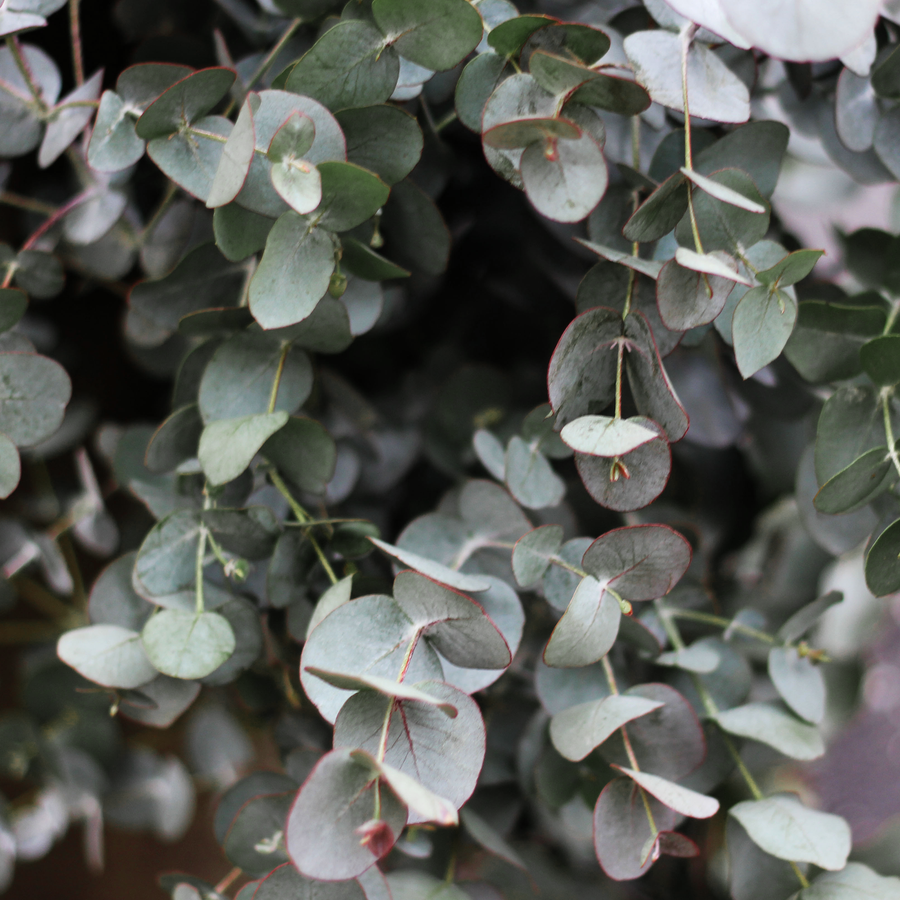 Eucalyptus 'Silver Drop'
