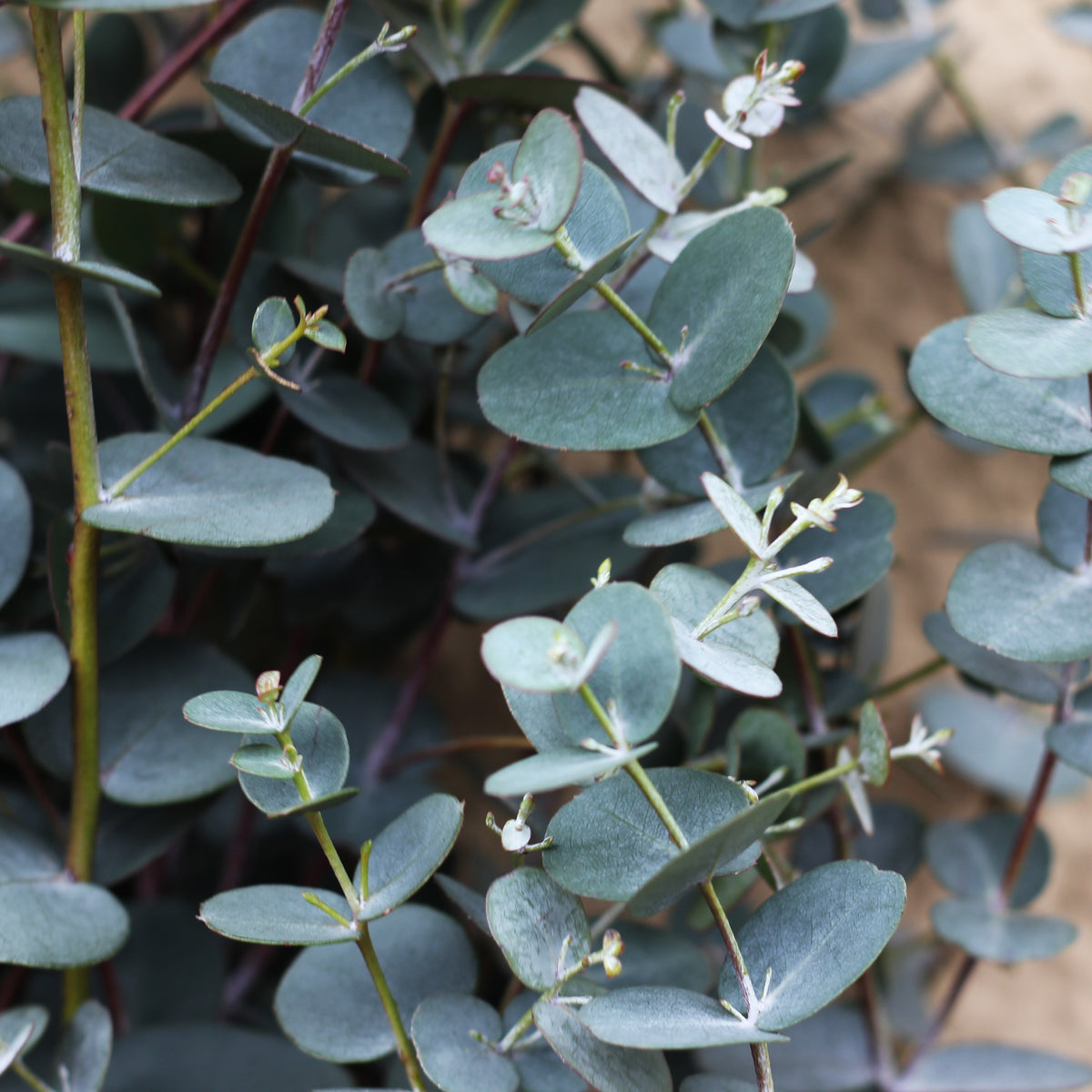 Photo de Eucalyptus 'Silverdrop'. Cette plante élégante est idéale pour agrémenter les bouquets de fleurs coupées, fraîches ou séchées. La couleur caractéristique est : feuillage bleu argenté. Le visuel permet d'observer les contours, les teintes et la disposition des éléments présentés. Les détails de forme et les contrastes donnent un aperçu de l'apparence de cette plante ou de sa récolte.