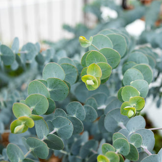 Des branches d’eucalyptus portent de petites feuilles rondes vert bleuté qui se superposent de chaque côté des tiges. Les feuilles du sommet sont plus jaunes et claires que celles du bas. De fines bordures pâles soulignent plusieurs limbes. Un fond blanc et vert flou apparaît derrière les branches, mettant en évidence les contours arrondis du feuillage du premier plan.