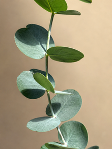 Eucalyptus 'Silver Dollar'