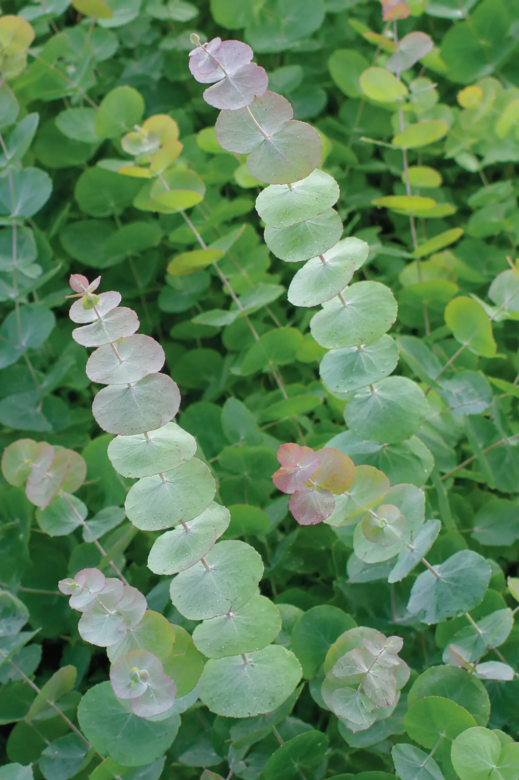 Eucalyptus 'Silver Dollar'