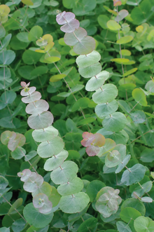 Eucalyptus 'Silver Dollar'