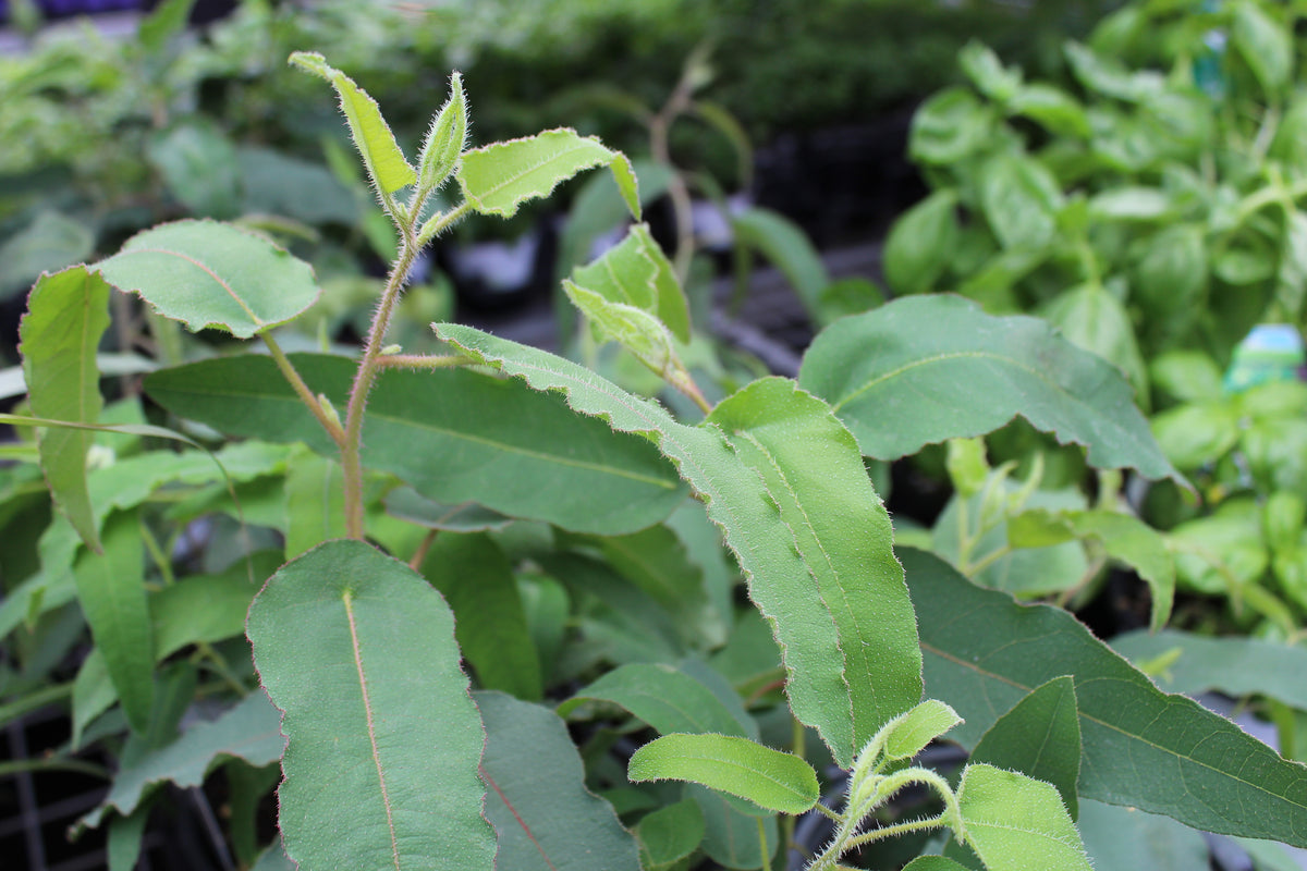 Eucalyptus citron