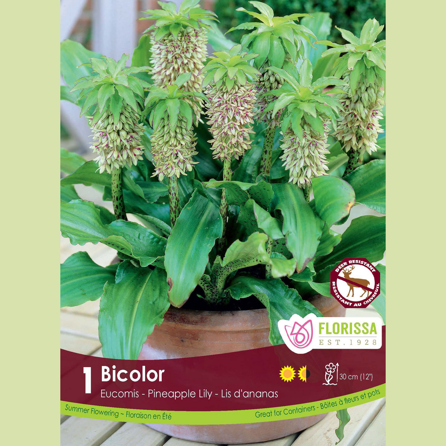 Eucomis 'Bicolor' (1 bulb)