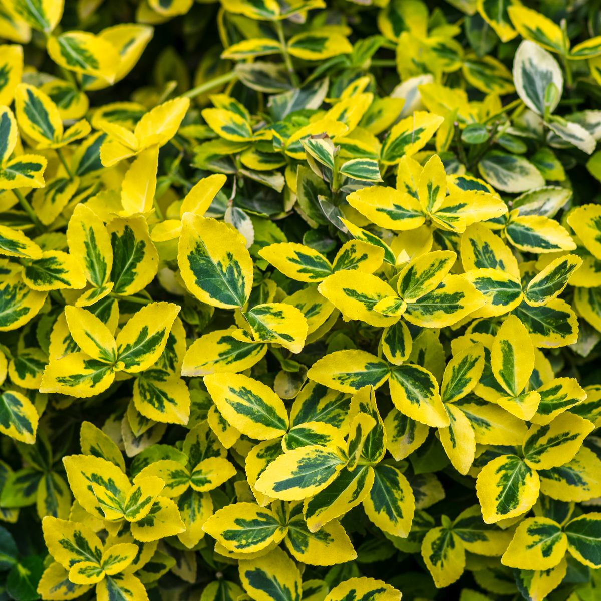 Euonymus 'Emerald 'n Gold'