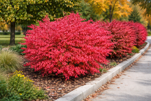 Euonymus alatus