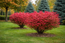 Euonymus alatus 'Chicago Fire'