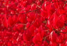 Euonymus alatus 'Compactus'