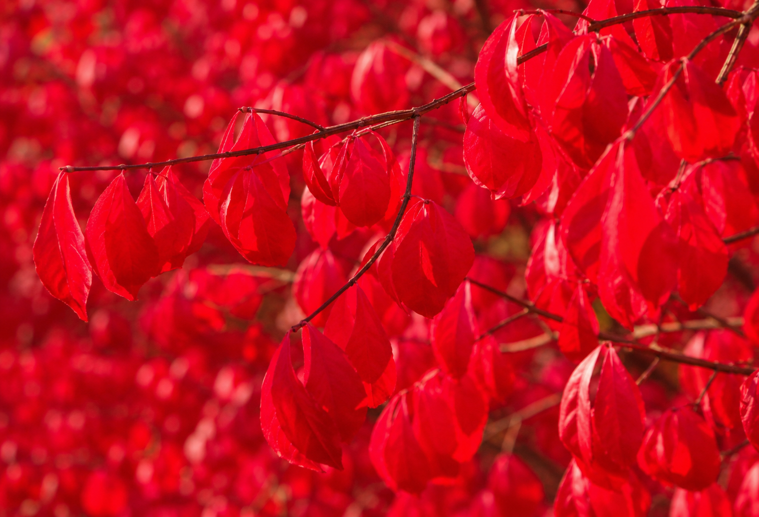 Euonymus alatus 'Compactus'