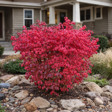 Euonymus alatus 'Compactus'