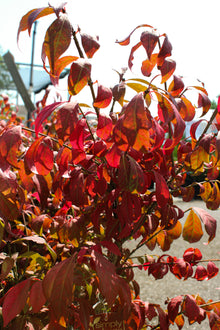 Euonymus alatus 'Little Moses'