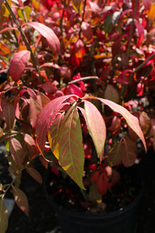 Euonymus alatus 'Little Moses'