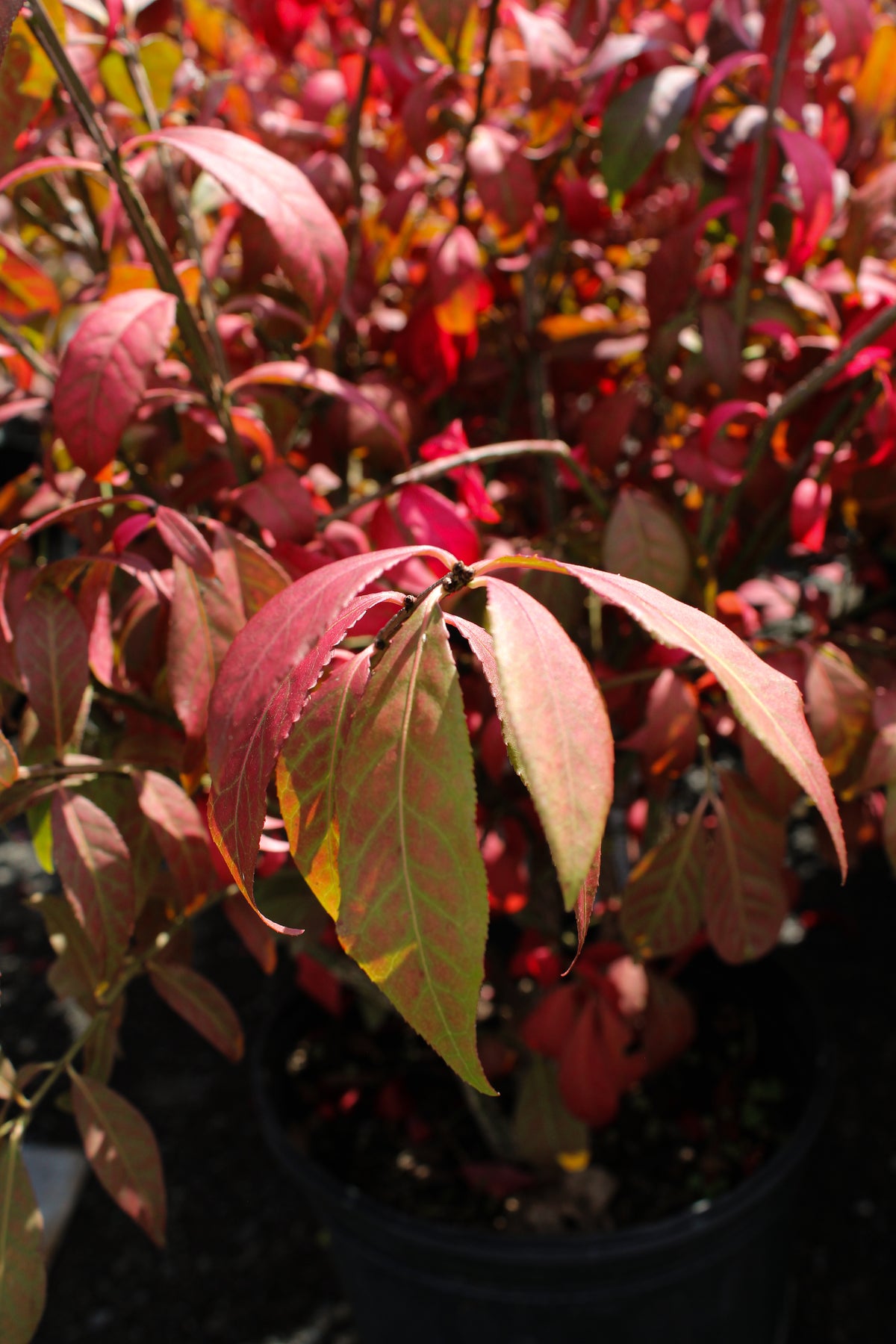 Euonymus alatus 'Little Moses'