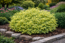 Euonymus fortunei 'Canadale Gold'