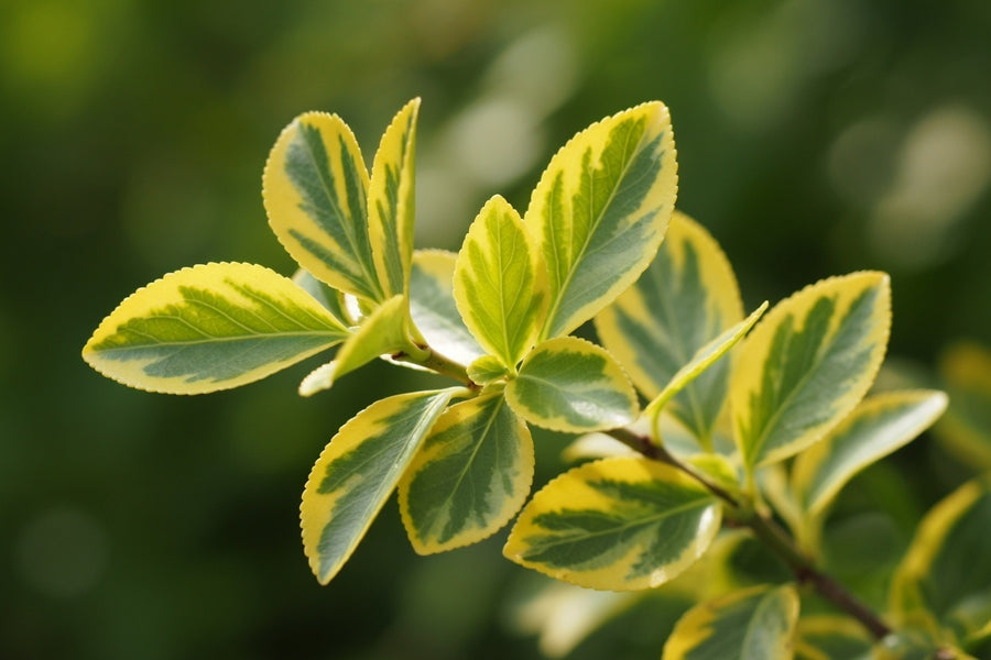 Fusain rampant ‘Canadale Gold’ (Euonymus fortunei)