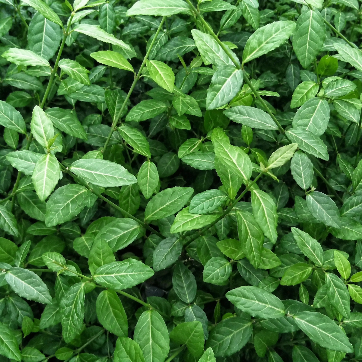 Fusain rampant ‘Coloratus’ (Euonymus fortunei)