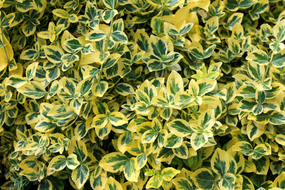 Euonymus fortunei 'Country Gold'