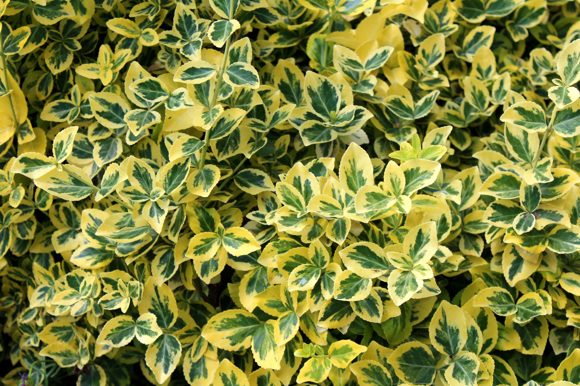 Euonymus fortunei 'Country Gold'