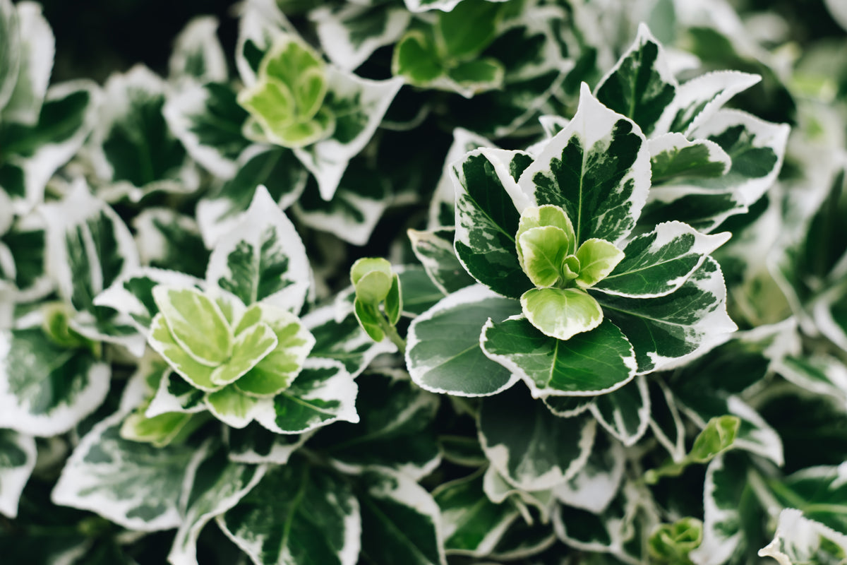 Euonymus fortunei 'Emerald Gaiety'