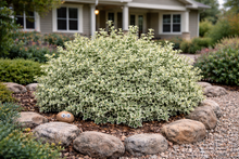 Euonymus fortunei 'Emerald Gaiety'