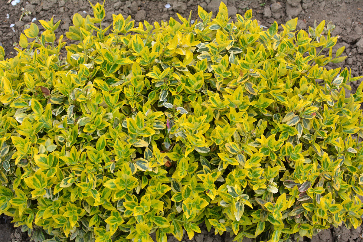 Euonymus fortunei 'Lemon Lime'