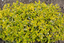 Euonymus fortunei 'Lemon Lime'
