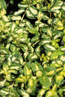 Euonymus fortunei 'Moonshadow'